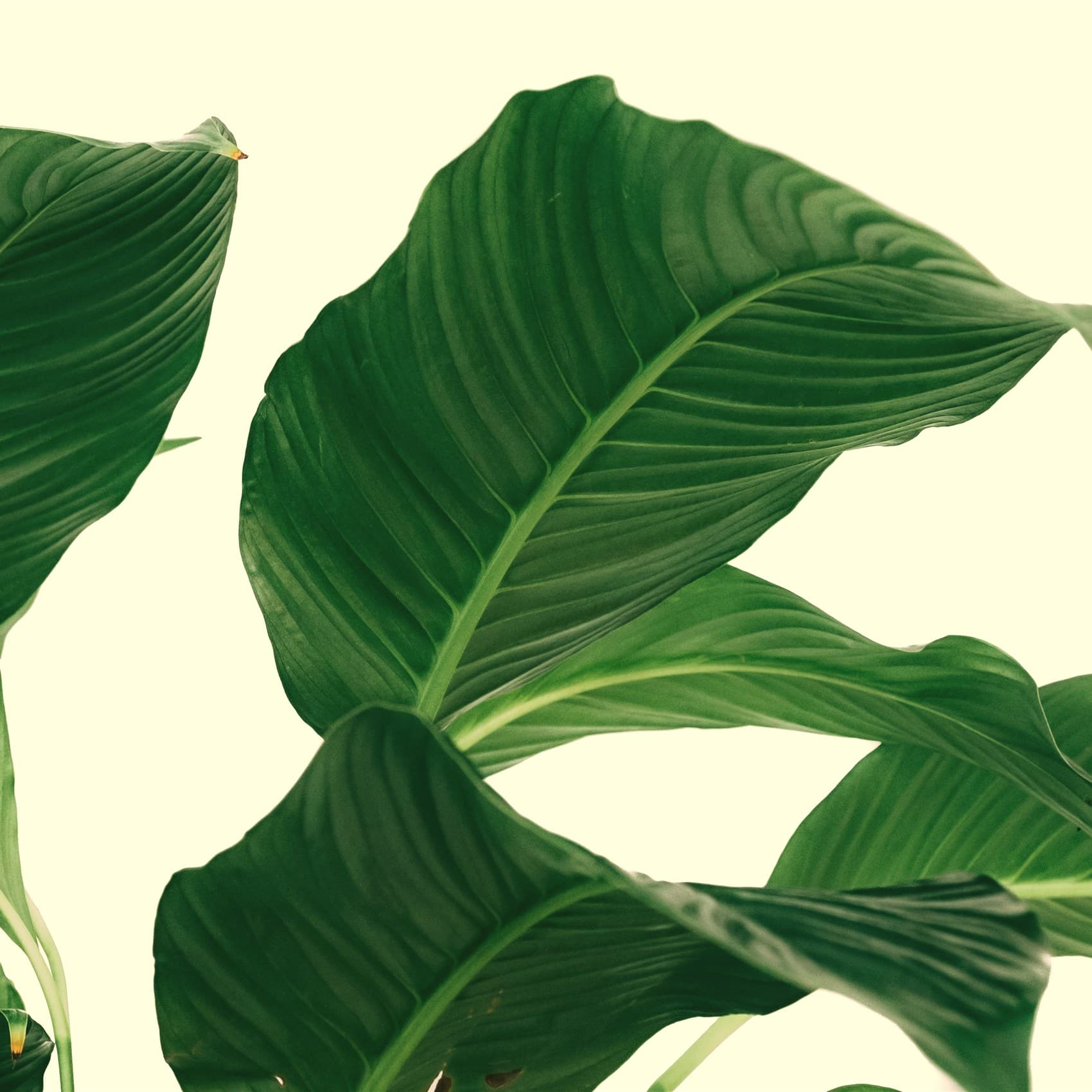 Haven, Peace Lily